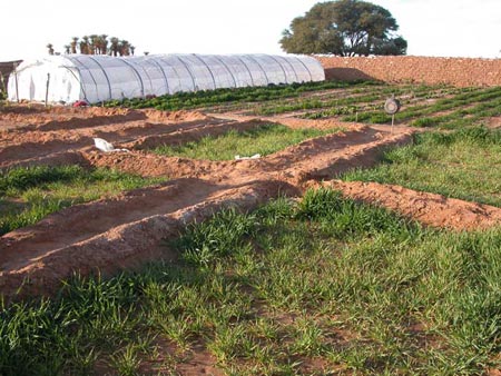 Este proyecto parte de la base de la disposición del propio campamento de Dajla, el cual se encuentra cercano de abundantes recursos hídricos a escala profundidad