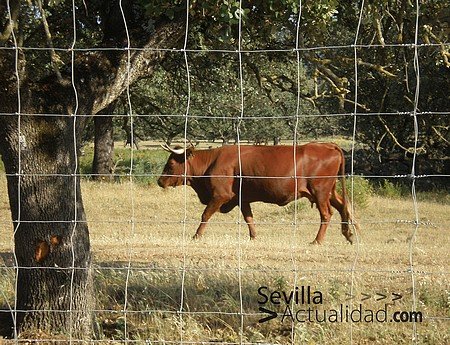 vaquilla-toro-vaca-dehesa