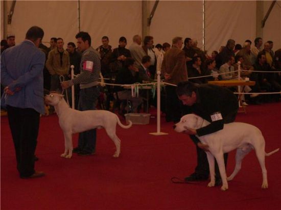 El en concurso participarán gran variedad de razas