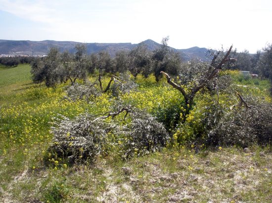 badolatosa_olivos_atacados-1