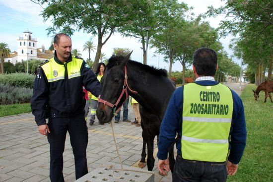 Zoosanitario atendiendo a un caballo