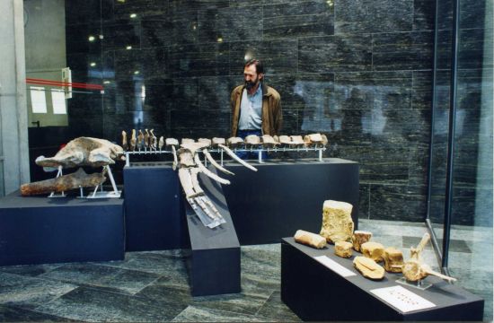 Los restos, de propiedad privada, serán ahora expuestos al público en el museo municipal