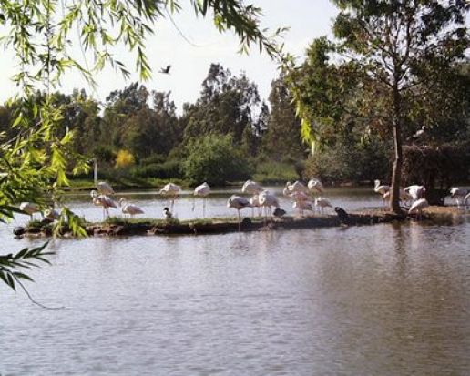 En la Cañada conviven más de 200 especies de aves/andaluciaorg