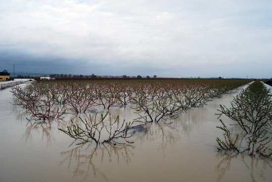 Imagen de una finca inundada en el municipio sevillano de Tocina