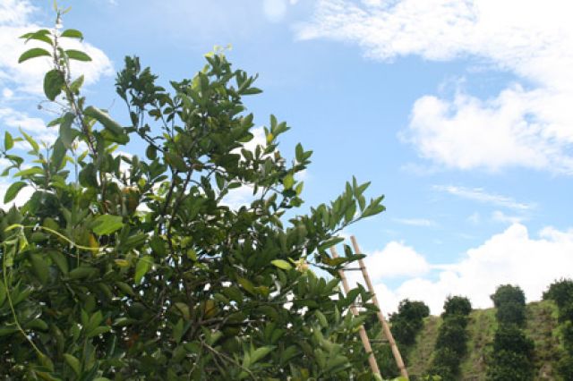 La naranja es el principal cultivo de la provincia durante estos días