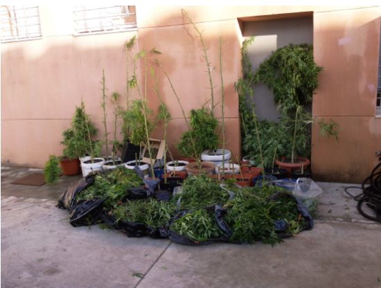 La policía local de Alcalá de Guadaíra incauta 22 kilos de marihuana