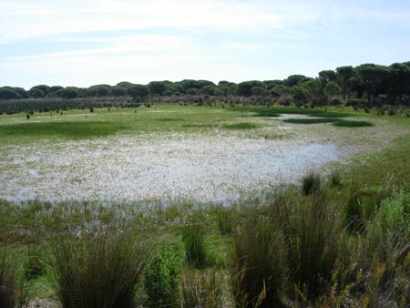 Imagen de la laguna Zahillo en Doñana/Pablo García