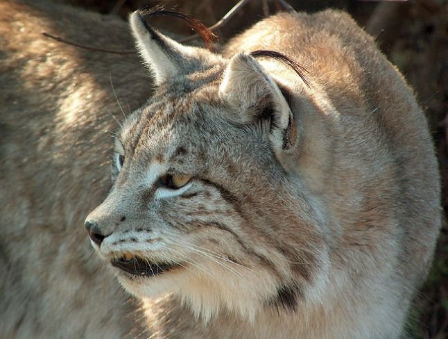El lince ibérico es una de las especies protegidas en Andalucía/JMiguel Rodríguez en Flickr
