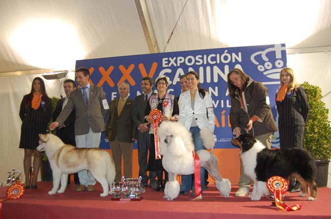 feria-canina-alcala