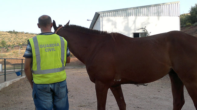 caballo-robado-cantillana-guardia-civil-010711