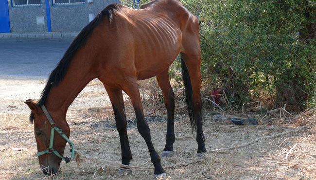yegua-abandonada-policia-local-280711