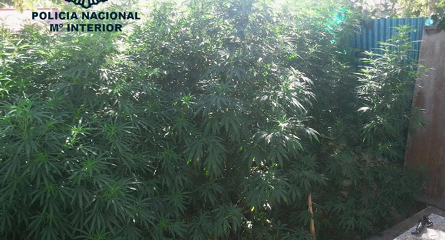 plantacion-marihuana-policia-nacional-alcala-090811