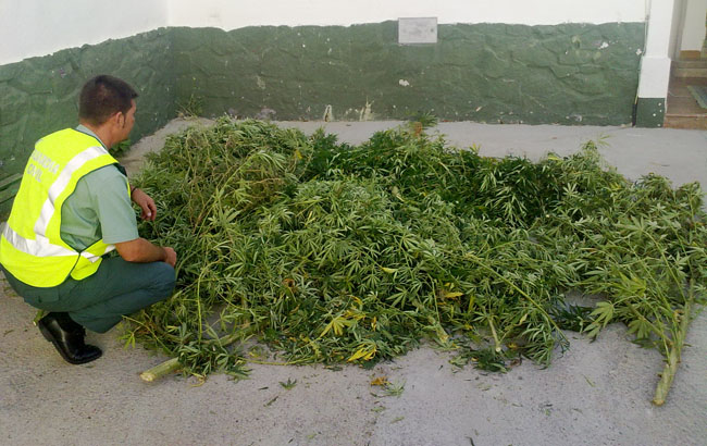 plantaciones-marihuana-gerena-guardia-civil-280911