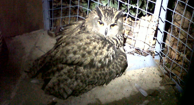 buho-real-policia-local-111011