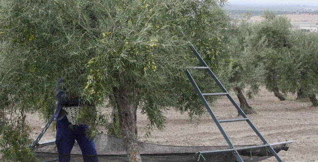 campana-aceituna-moron