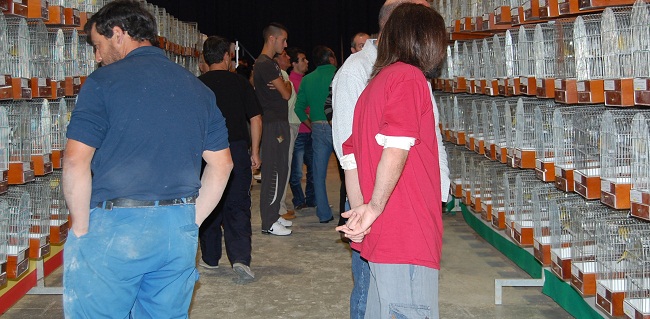 concurso-ornitologico-alcala-271011