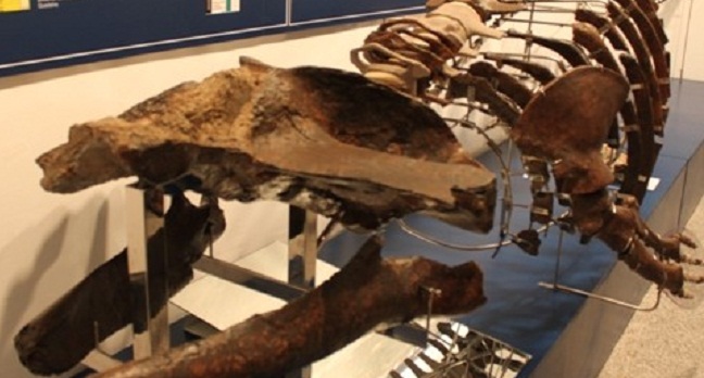 ballena-museo-alcala-170312