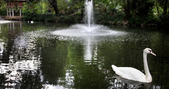 Entre los nuevos moradores del estanque se encuentran especies tan singulares y distinguidas como el cisne vulgar/SA