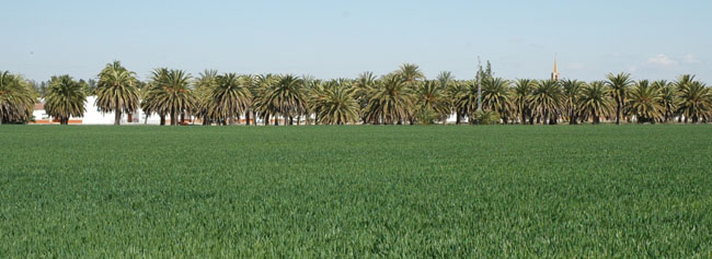 Se prevé la construcción de 150 viviendas en régimen de protección oficial/SA