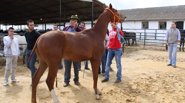 La feria se inaugurará a las 12:00 horas del mediodía/SA