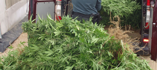 Plantas intervenidas por la Guardia Civil/SA