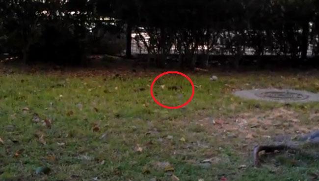 ratas-macarena-tres-huertas-240512