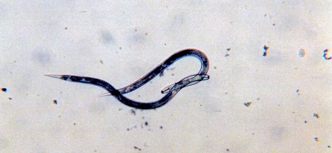 nematodo-us