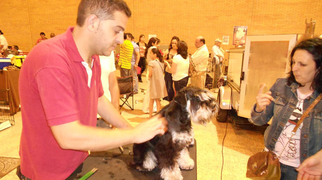 peluqueria-canina-fibes-030612