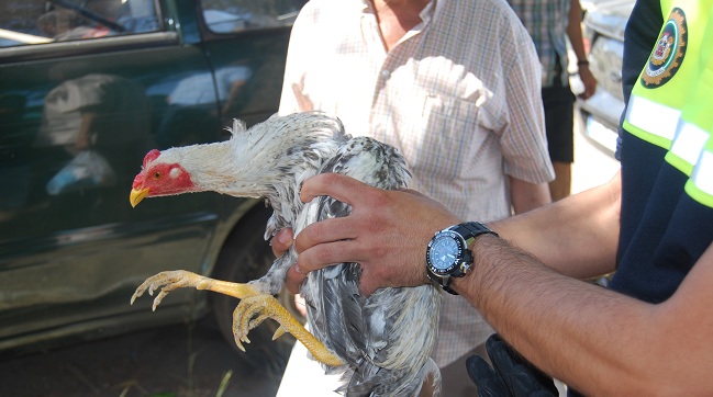 animales-policia-local-sevilla-070712