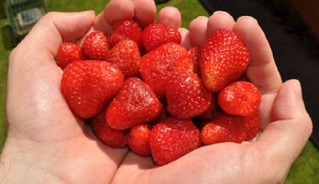 fresas