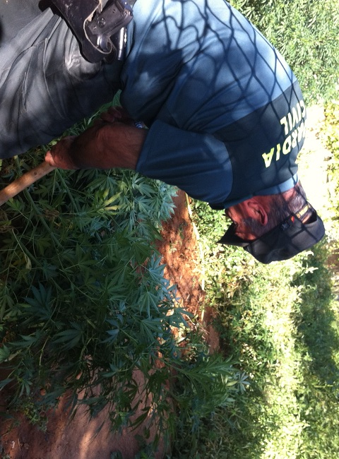 plantacion-marihuana-coria-290812