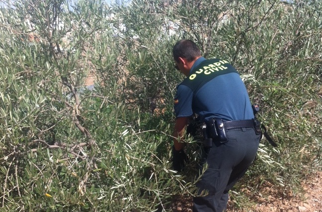 plantacion-cannabis-pruna-guardia-civil-200912