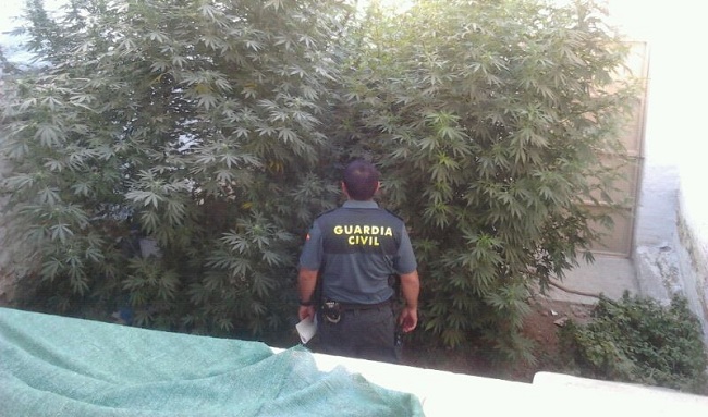 plantas-marihuana-guardia-civil-jara-090912