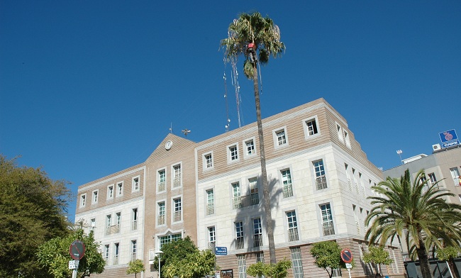 tratamiento-palmeras-palacios-170912