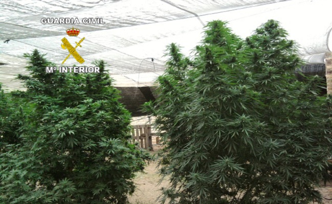 marihuana-paradas-guardia-civil-101012