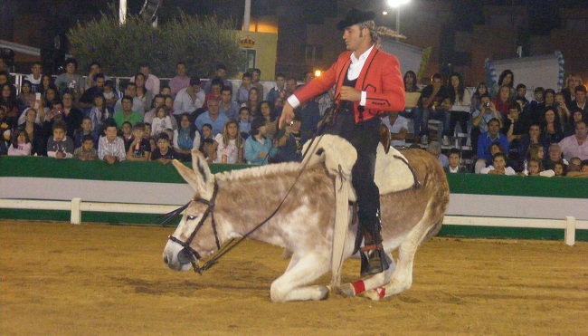 para-2012-burrocarmelo