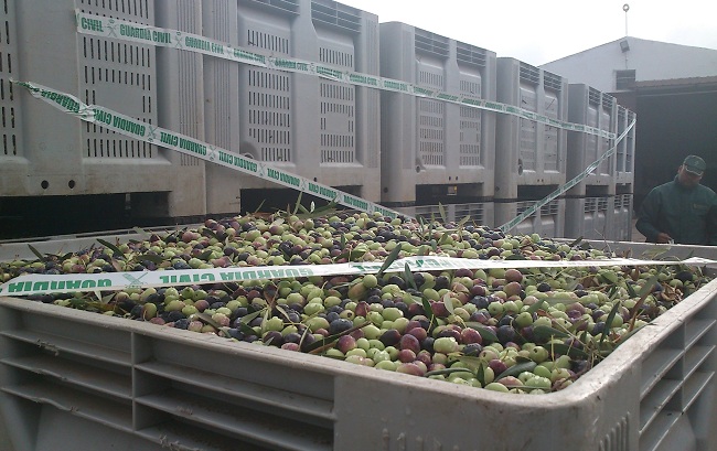 precintado-aceitunas-robadas-utrera-271012