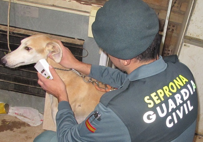 galgo-robado-guardia-civil-201112