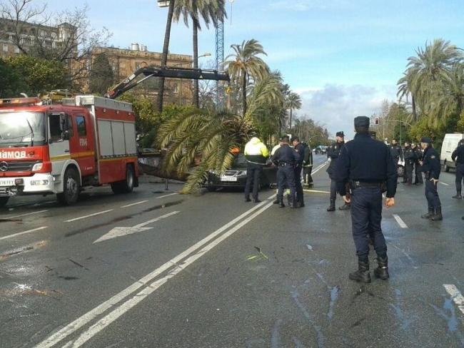 Una palmera ha caído en la Avenida de la Palmera, hiriendo a una niña. /Imagen de alottmo (@alottmo)
