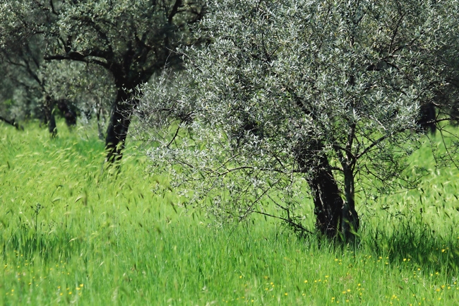 olivos-generico