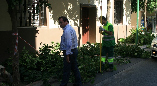 En los talleres se impartirán lecciones de, por ejemplo, poda y cirugía arbórea. / Sevilla Actualidad