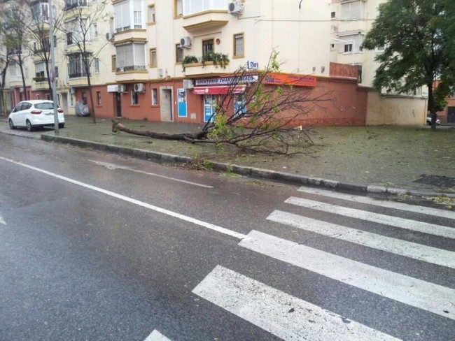 Un árbol caído en Federico Mayo Gayarre por el viento esta madrugada. / Jorge Gonzáles Maya (@jorgeglezmaya)