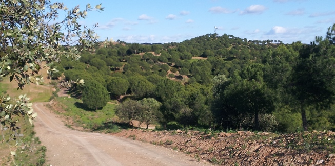 Hacemos una ruta de 20 kilómetros en bici por la localidad sevillana de Villanueva del Río y Minas / Ismael Martínez