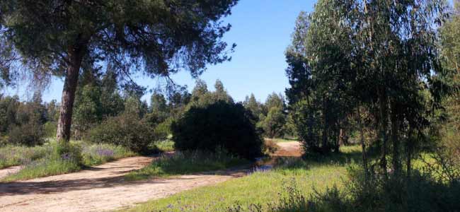 donana-vado-del-quema-sevilla
