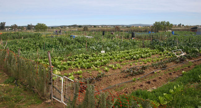 Los huertos sociales estarán abiertos a las visitas de grupos escolares / Sevilla Actualidad