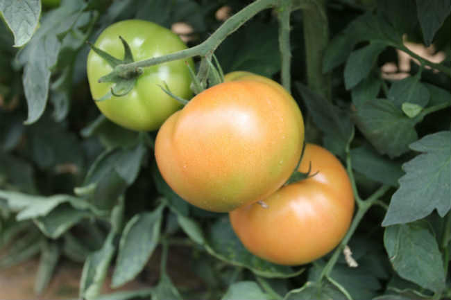 Tomate de Los Palacios