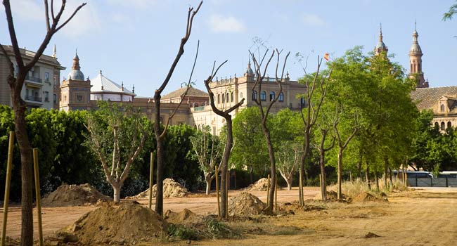 La Hispalense inicia los trabajos de reposición del arbolado en los Jardines del Prado / Sevilla Actualidad
