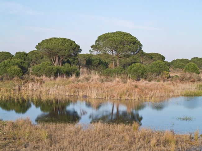 La Unesco pide al Gobierno español que preserve Doñana ante las "amenazas" que rodean al parque / Sevilla Actualidad