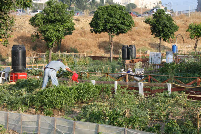 huertos sociales16-07-2013 011
