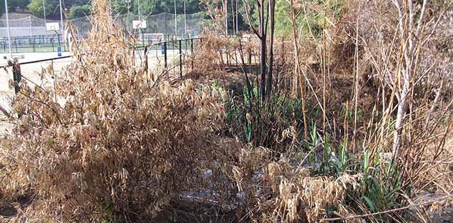 incendio-polideportivo-san-juan